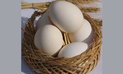افزایش قیمت تخم‌مرغ در کرمان غیرمتعارف است